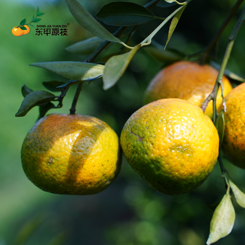 东甲原枝新会柑鲜果圈枝现摘发货