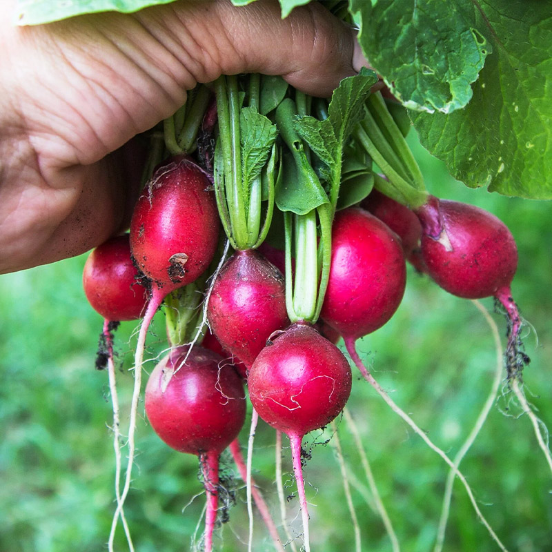 迷你樱桃萝卜种子小莱菔水果蔬菜籽阳台室内外可食用盆栽春秋播种