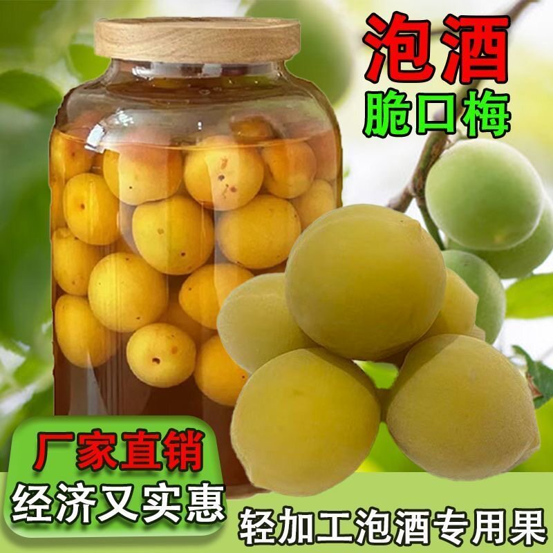 青梅泡酒专用现摘新鲜果腌制半成品方便冰糖泡制便捷酸甜简单果干省事精选果脯梅子酒轻加工家庭果酒爽口休闲无需处理蜜饯开胃解馋