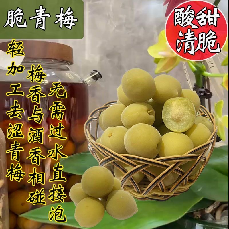 青梅泡酒专用现摘新鲜果腌制半成品解腻酸甜果脯省事简单爽口冰糖泡制休闲网红款解馋便捷梅子酒小零食蜜饯果干无需处理开胃轻加工