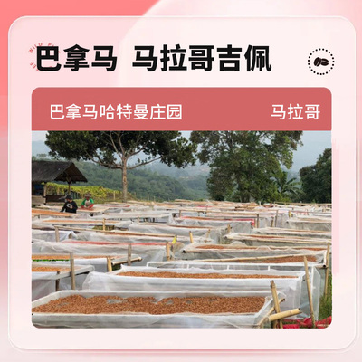 巴拿马甜香馥郁手冲精品咖啡