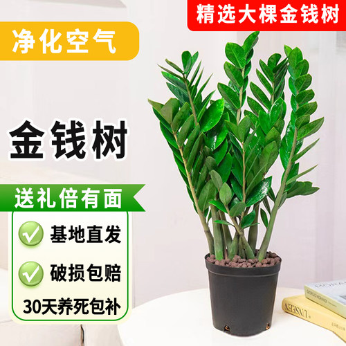 金钱树盆栽室内净化空气绿植