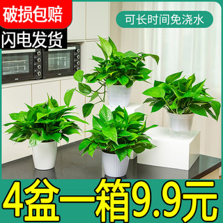 绿萝盆栽室内植物花卉绿植水培长藤垂吊新房家用吸除甲醛大叶绿箩