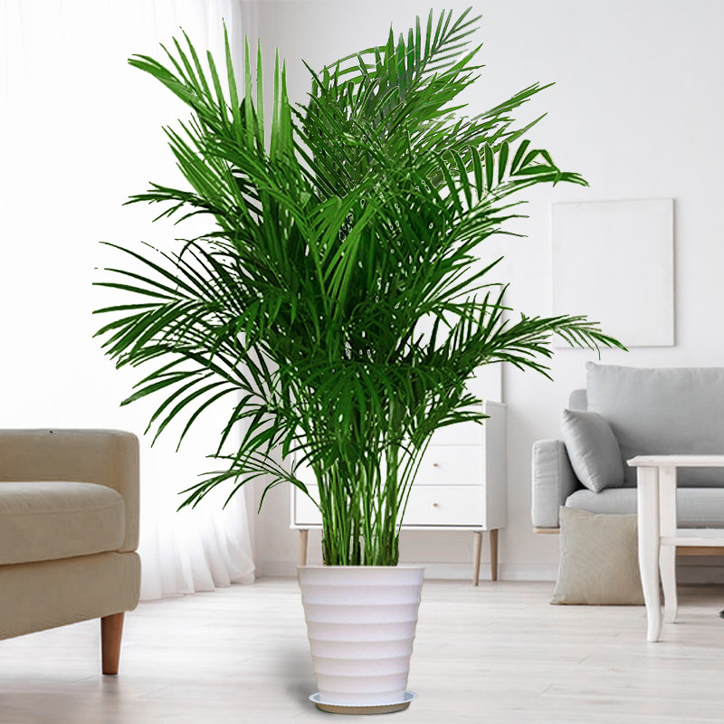 散尾葵盆栽凤尾竹办公室内客厅旺宅大型绿植电视柜旁边落地植物花