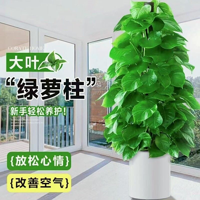 绿萝柱室内绿植盆栽新手易养净化空气办公室客厅装饰植物美观