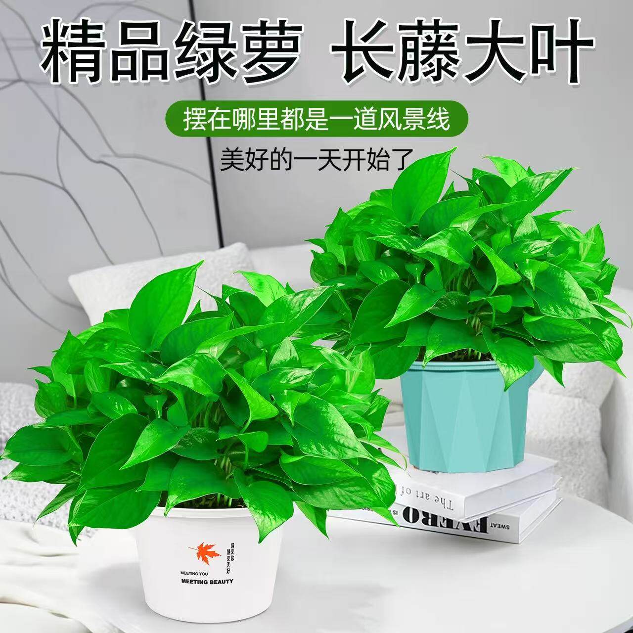 绿萝盆栽室内植物花卉绿植水培长藤垂吊大叶绿箩新房家用净化空气