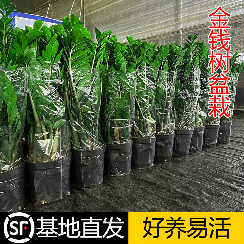 金钱树盆栽植物室内大绿植钱串子招财客厅四季常青发财树盆景好养