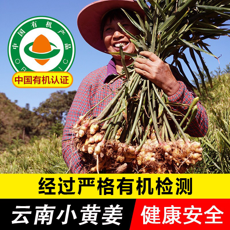 云南有机认证小黄姜鲜姜正品