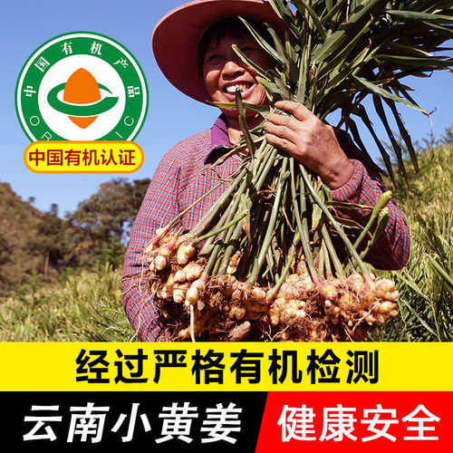 云南有机认证小黄姜鲜姜正品