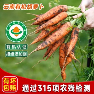 云南有机胡萝卜甜脆爽口正品