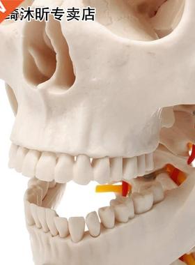 1:1 Life Size Human Skull Anatomical Anatomy Skull Model Cer