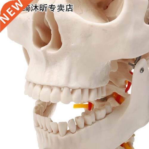 1:1 Life Size Human Skull Anatomical Anatomy Skull Model Cer