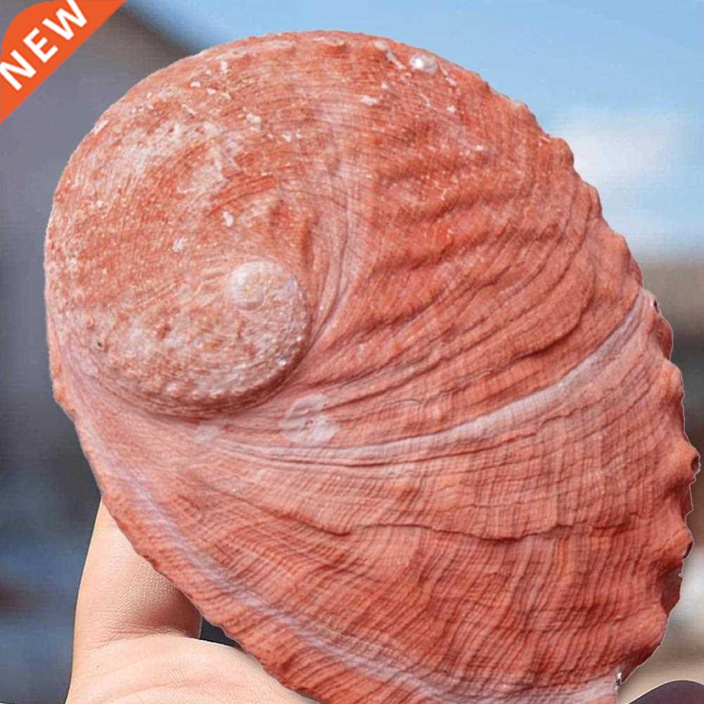 10-18cm Natural Red Abalone Shell Snail Conch Fish Tank