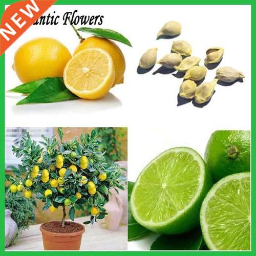 Lemon Tree Seeds High Survival Rate Bonsai Fruit Seeds For H