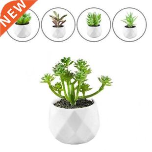 Artificial Multilayer Succulent Plant Bonsai Simulation