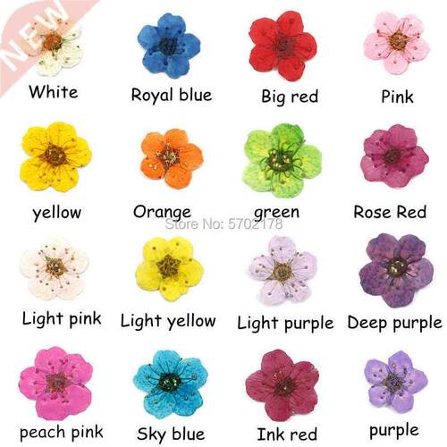 Plum blossom daffodil dried flower embossed Epoxy mobile pho