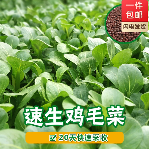 兴农不开花四季播种速生