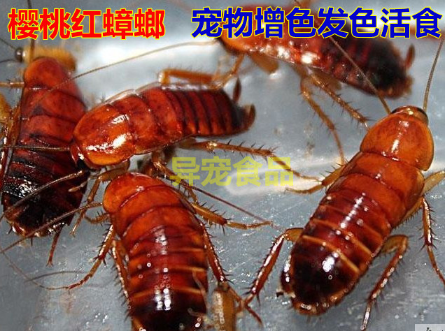 樱桃红蟑螂活虫杜比亚面包虫大麦爬虫/鸣虫食物