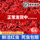 红虫活饵特大号公虫活体鲜活喂鱼拉饵鲫鱼黑坑野钓鱼饵料红虫蚯蚓
