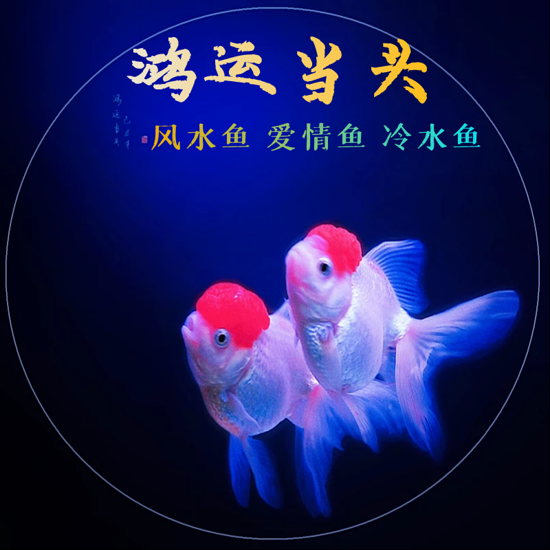 活体鱼观赏鱼冷水金鱼淡水鱼鱼锦鲤鸿运当头龙晶红狮子头种鱼