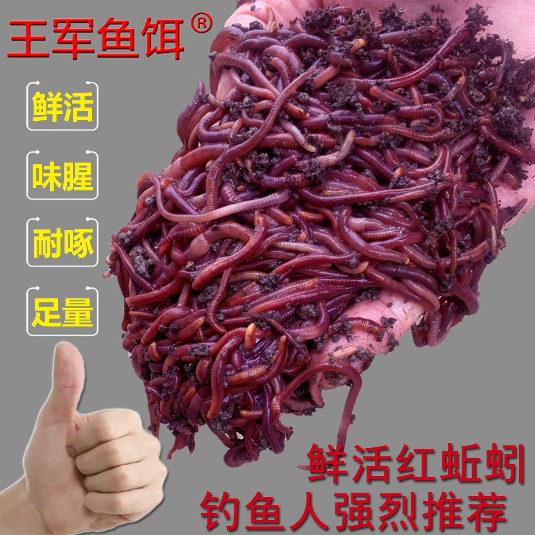 蚯蚓活饵活体鲜活钓鱼鱼饵红蚯蚓散装盒装黄鳝饵料黑蚯蚓红虫王军,户外/登山/野营/旅行用品,活饵/谷麦饵等饵料,淘宝优惠券,粉丝福利购,淘宝优惠卷