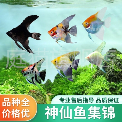 神仙鱼小型鱼苗淡水热带观赏鱼活体红头三色白蓝魔秘鲁燕鱼七彩鱼