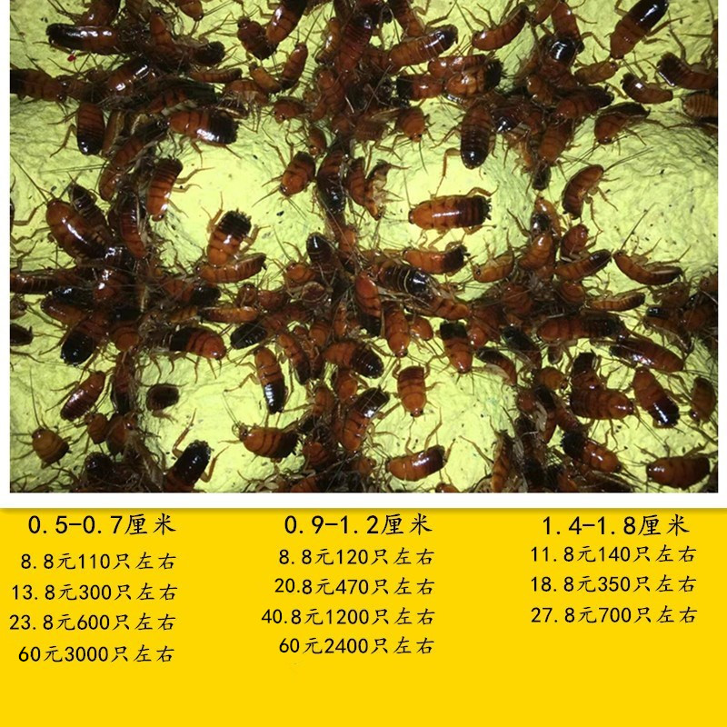 昆虫活体饲料樱桃红蟑螂苗子幼体爬虫/鸣虫食物