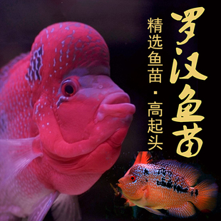 泰国进口罗汉鱼苗热带观赏鱼活体鸿运泰金花纹红德萨高爆头率包邮