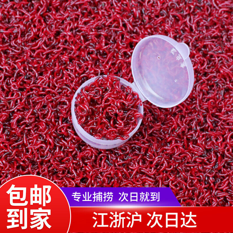 活饵红虫活饵母虫红虫