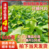 新鲜桑叶基地现摘食用养蚕饲料新鲜嫩叶蚕卵蚕宝宝食物500 包邮