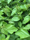 活蚕 北京蚕宝宝套装 学生养蚕日记新鲜嫩桑叶送小蚕 蚕卵包活蚕籽