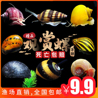 除藻观赏淡水螺工具苹果斑马杀手黄金黑金刚鲍鱼彩蛋清洁蜜蜂角螺