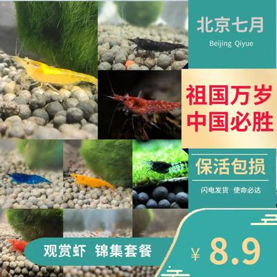 北京七月黑壳樱花极火琉璃黄米香吉士蓝虾工具宠物观赏活体除藻虾
