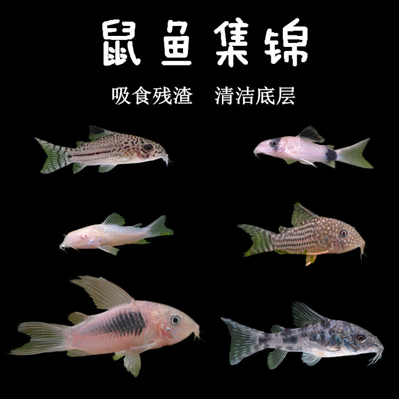 鼠鱼底层清洁鱼工具鱼热带鱼活体观赏鱼活体鱼小型鱼冷水鱼水草
