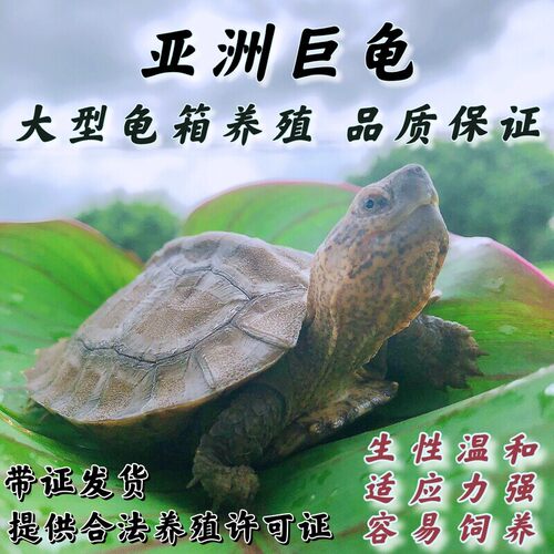 可挑选亚洲巨型龟亚巨乌龟苗亚巨种龟素食龟吃菜龟半水龟养龟