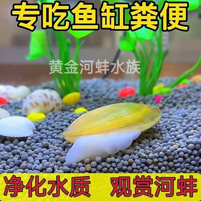 专吃鱼屎粪便黄金小河蚌河蚬淡水净水河蚌观赏螺活田螺贝壳苗活体