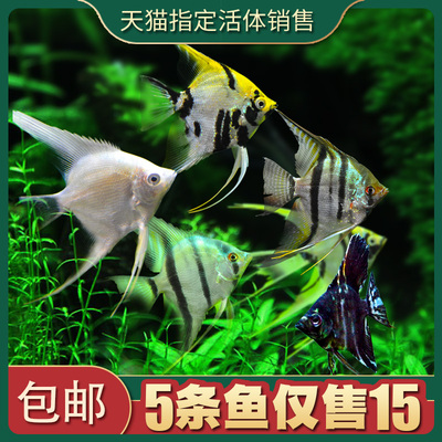 神仙鱼燕鱼秘鲁神仙群游热带观赏鱼小型鱼苗活体淡水墨燕蓝魔红头