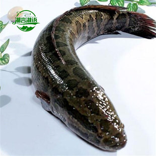 鲜活黑鱼现杀新鲜乌鱼财鱼炖汤术后滋补生态野淡水发财鱼生鱼乌鳢