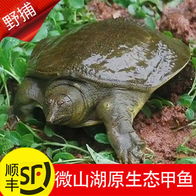 无投喂原生态甲鱼活体特大青黄背