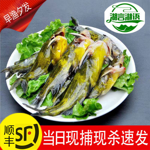 新鲜鲜活现捕黄辣丁黄骨鱼黄鸭叫