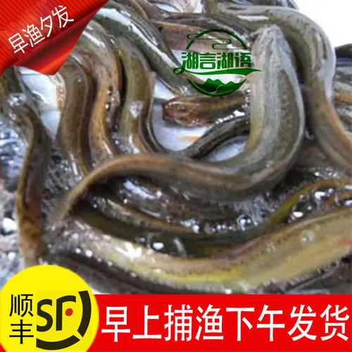 微山真正野鱼鲜活早上捕鱼下午发