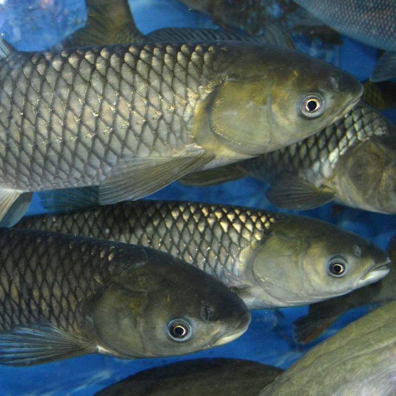 鲜活大草鱼活体现杀新鲜淡水皖鱼青鱼生态草混子草皖天然湖妹自捕