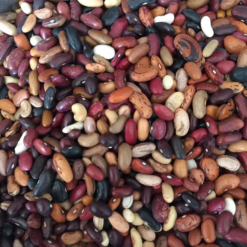 山西杂芸豆 农家自产杂豆组合腰豆红豆沙八宝粥原料杂粮豆类包邮