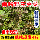 秦岭野生荠菜陕西农村野菜新鲜现挖荠菜4斤地菜丁蔬菜饺子馅 包邮