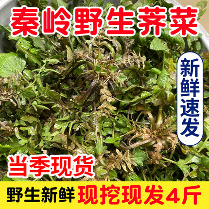 秦岭野生荠菜陕西农村野菜新鲜现挖荠菜4斤地菜丁蔬菜饺子馅包邮