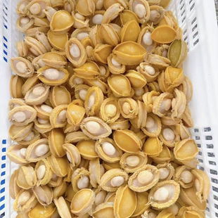 广东发货去壳黄金鲍溏心鲍商用接待冷冻大黄金鲍鱼新鲜活冻包邮
