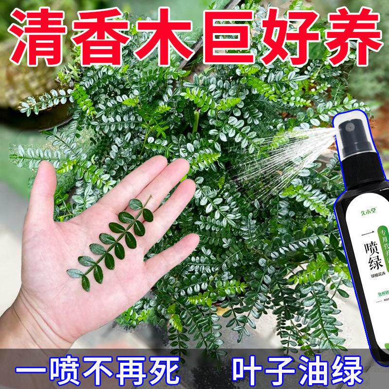 清香木专用营养液免稀释治黄叶掉叶枯叶防蚊草叶面肥一喷绿促生长