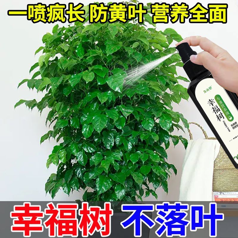 【一喷绿】幸福树营养液喷雾掉叶子黄叶烂根急救幸福树专用肥料