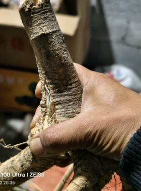 天然绿色牛大力煲汤泡酒新鲜无硫，公牛一棵根多薯少介意别拍