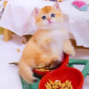 纯种金渐层幼猫活体英短矮脚猫银渐层小猫活物宠物猫咪幼崽双血统